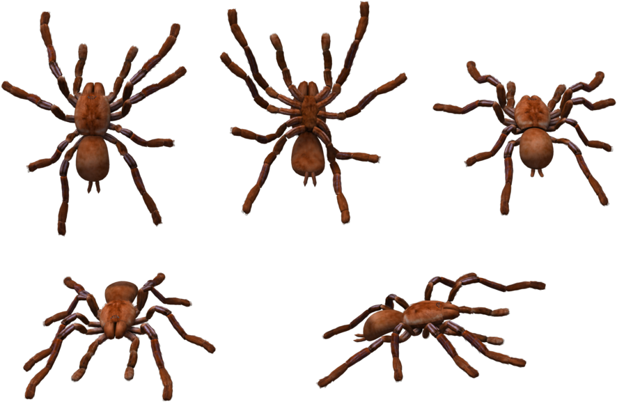 More Like Bird Bird Bird Png Format By Chimonk - Wolf Spider (1024x675)