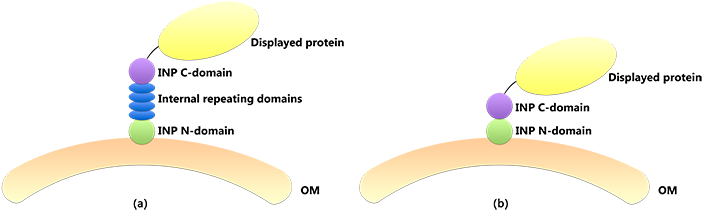 Schema Of The Surface Display System Using Inp And - Circle (750x225)