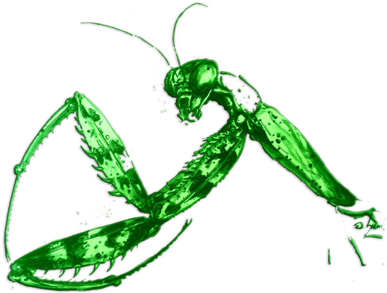 Northern Style Praying Mantis - Praying Mantis Kung Fu Logo (1312x993)