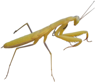 Bu-86 - Mantid Png (400x343)