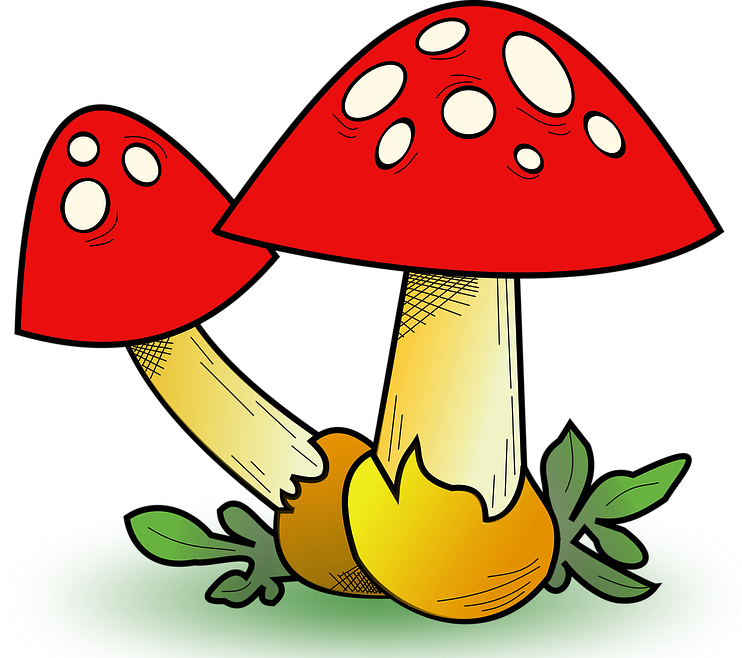 About Fungi - Fungi Clipart (742x658)