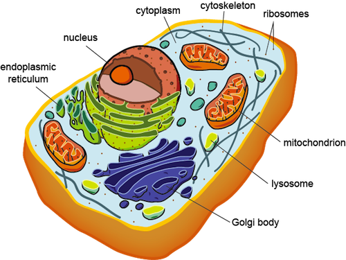 Eukaryotic Cell Structure - Prokaryotic And Eukaryotic Cells (500x375)