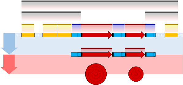 Prokaryote Gene Structure Diagram - Difference Between Enhancer And Promoter (600x295)