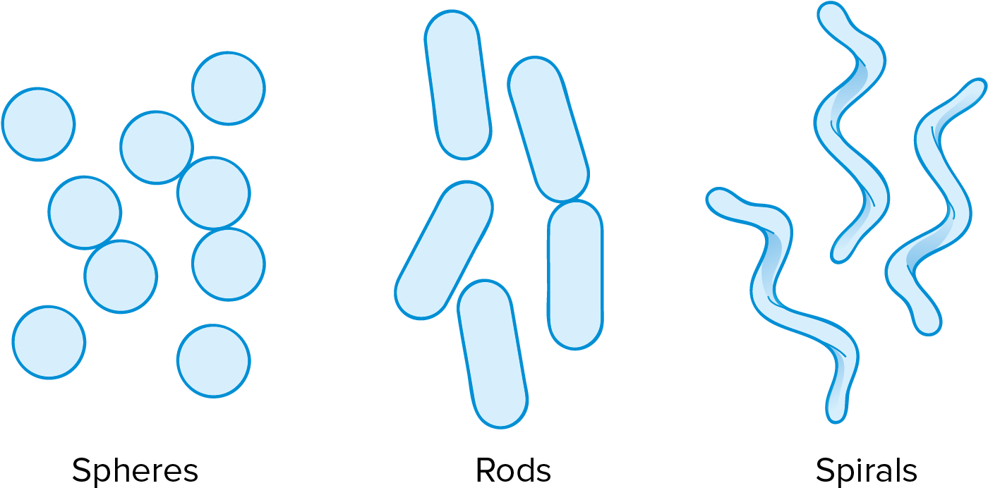 Prokaryotic Cells Are Typically Shaped As Either Spheres - Light (2008x738)