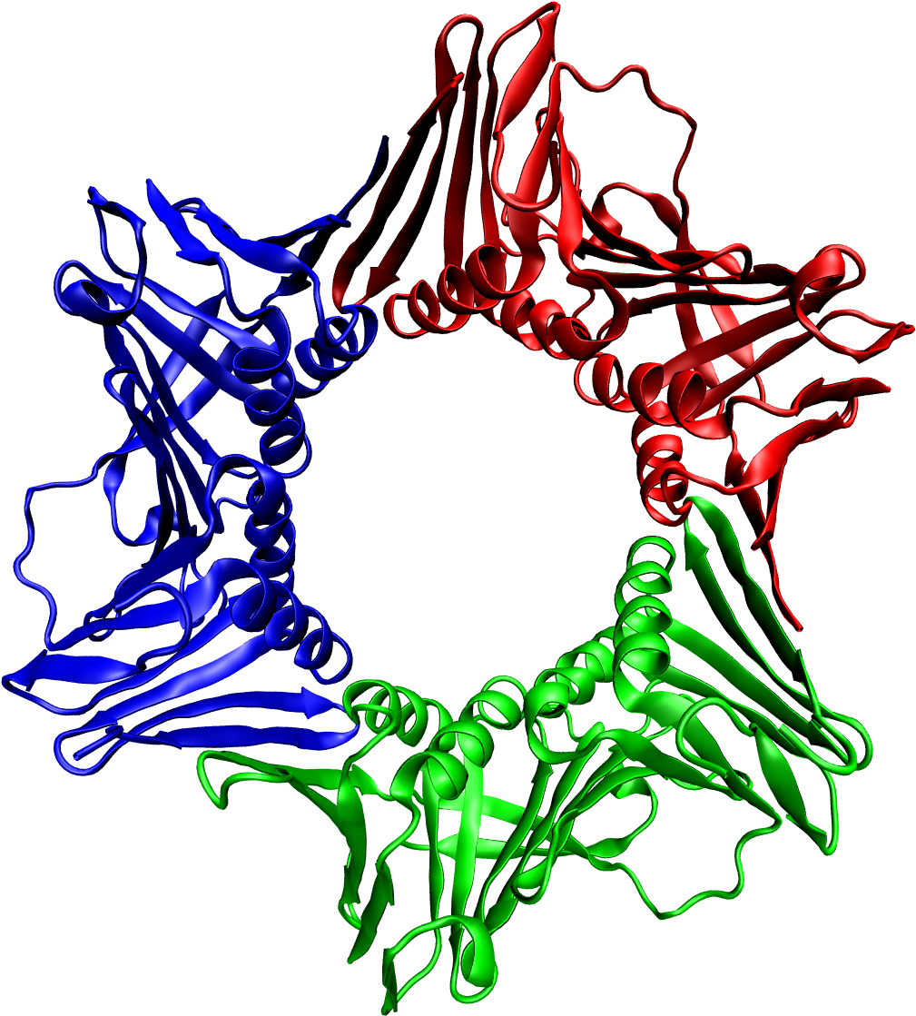 Sliding Clamp[edit] - Proteina Pcna (1108x1196)