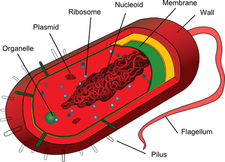 They Are Way More Simpler Than Eukaryotes And That's - Organelles In Prokaryotic Cells (463x333)