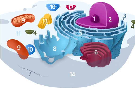 Researchers Find Healthy Mitochondria Can Combat Alzheimer's - Animal Cell Unlabelled (570x381)