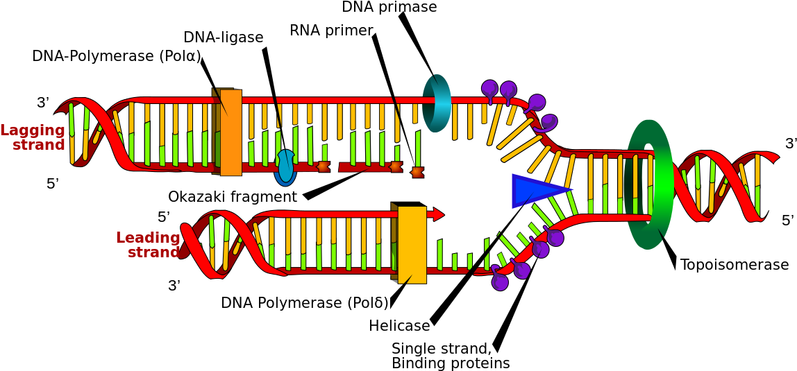 Dna Replication Labeled (1200x584)