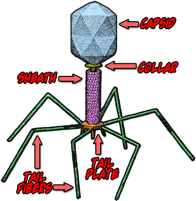 Bacterial Cells Is Called A Bacteriophage - Parts Of A Virus (400x423)