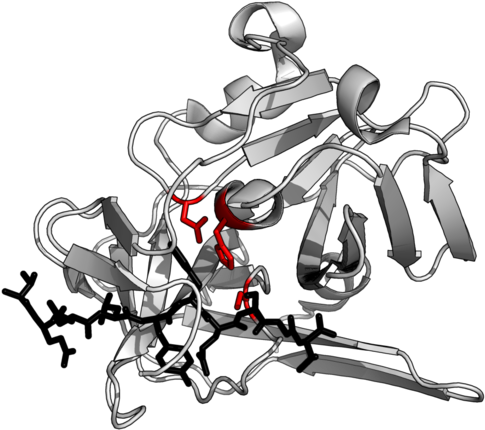 The Structure Of A Protease Complexed With Its Peptide - Acid Protease (500x439)
