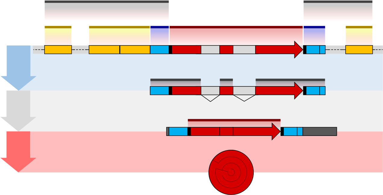 Gene Structure Eukaryote 2 Unannotated - Gene Structure And Function (1280x688)