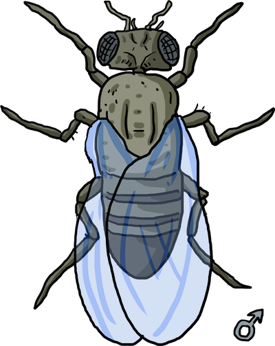 Or End Up With Antennae Where A Fly Butt Should Be - Organism Drawing (400x503)