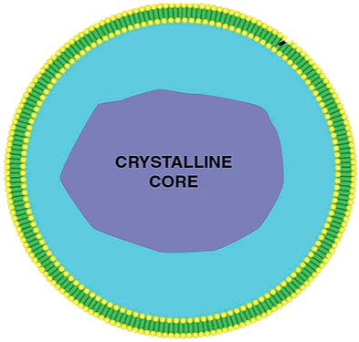 The Peroxisome Is A Small Round Cytoplasmic Organelle - Labelled Diagram Of Peroxisome (408x395)