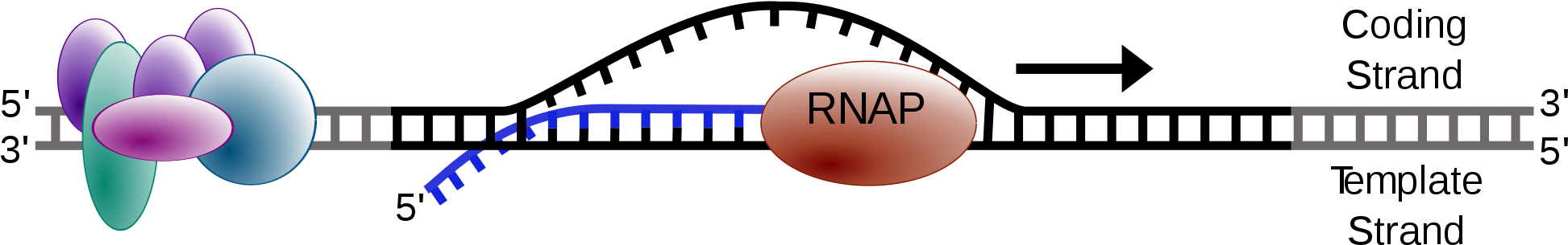 Elongation Phase Of Transcription - Dna (2000x358)