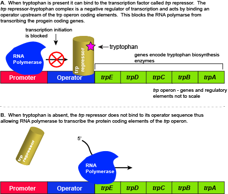 Again, The Key Thing To Remember Is That Transcription - Propose An Explanation For Why Rna Polymerase El 3 (458x389)
