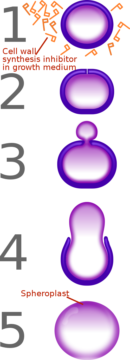Via Wikimedia Commons - Ampicillin Effect On Bacteria (500x1378)