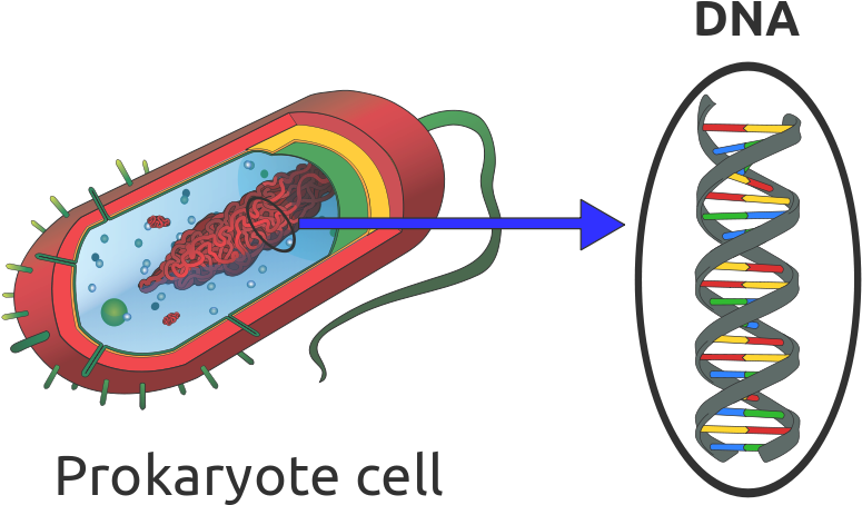 Prokaryotic Cell Or Bacterium - Dna In A Prokaryotic Cell (2000x1200)