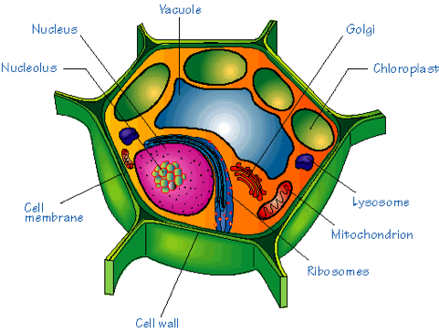 Eukaryotic Cell - Plant Cell Diagram With Labels (480x558)