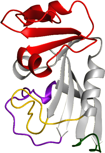 Dhfr Ribbon Diagram - Dihydrofolate Reductase Secondary Structure (416x517)