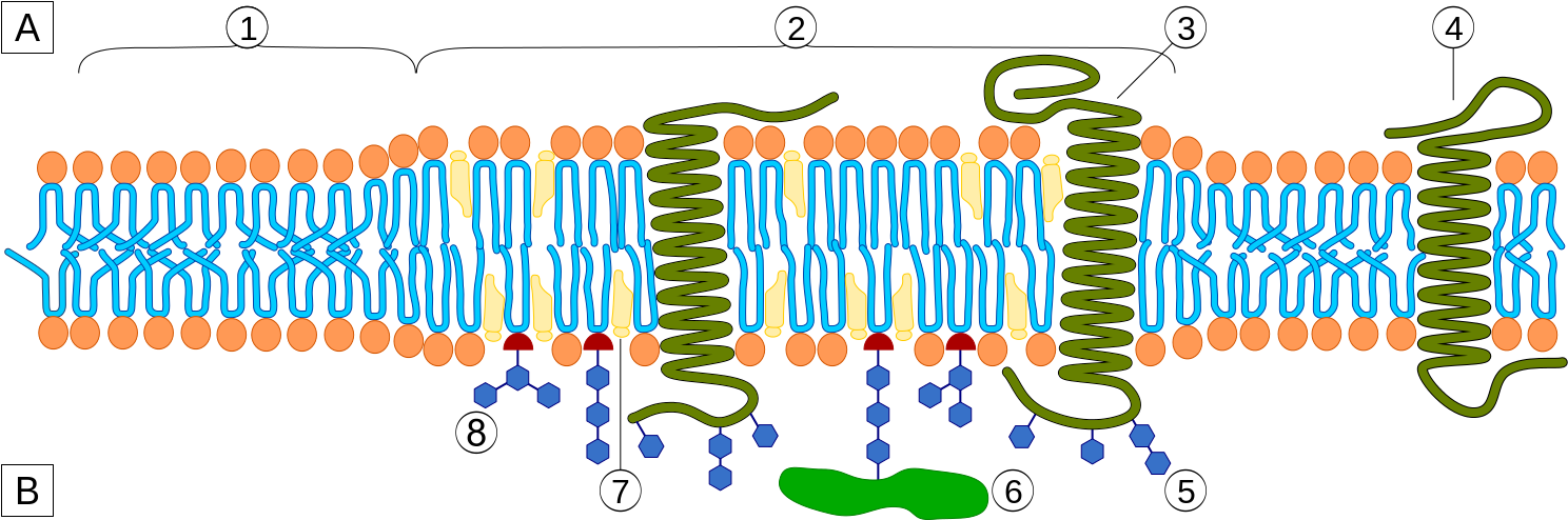 Caveolin Contains Three Palmitoylated Cysteines And - Lipid Rafts (1500x500)