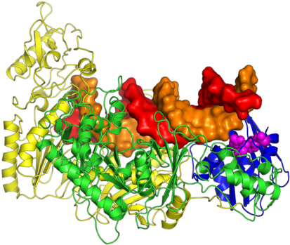The Crystal Structure Of The Hiv Reverse Transcriptase - The Crystal Structure Of The Hiv Reverse Transcriptase (600x480)