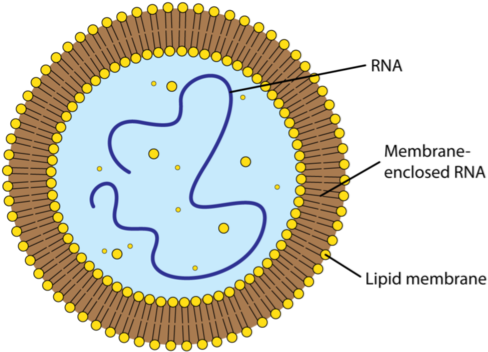 First Cells On Earth (500x359)