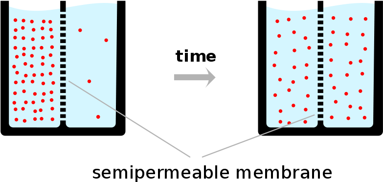 Once That Happens, The Concentration Levels On Both - Diffusion Semi Permeable Membrane (1200x576)