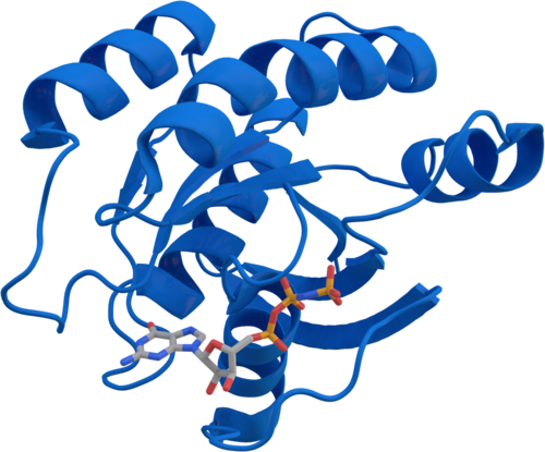 Kras - Kras Protein (500x415)