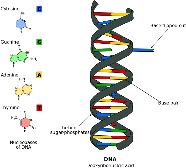 684px Dna Base Flipping - Dna And Rna (684x600)
