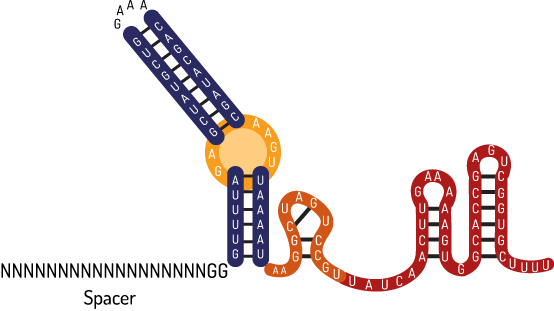 Sgrna Estrutura - Graphic Design (554x311)