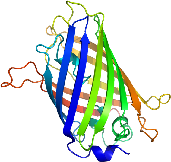 Gfp Structure - Green Fluorescent Protein Structure (600x600)
