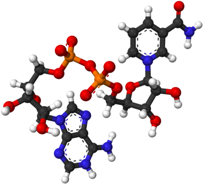 Names - Nicotinamide Adenine Dinucleotide (440x403)