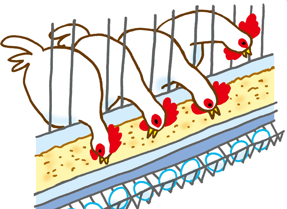 Poultry Farming Diagram Clip Art - Poultry Farming Diagram Clip Art (1504x1000)
