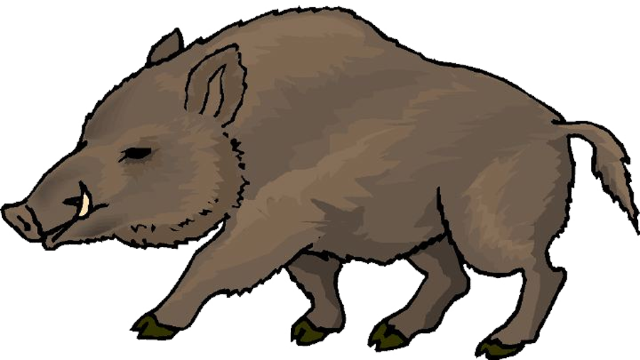 Wild Boar Clip Art - Wild Boar Clipart (900x506)