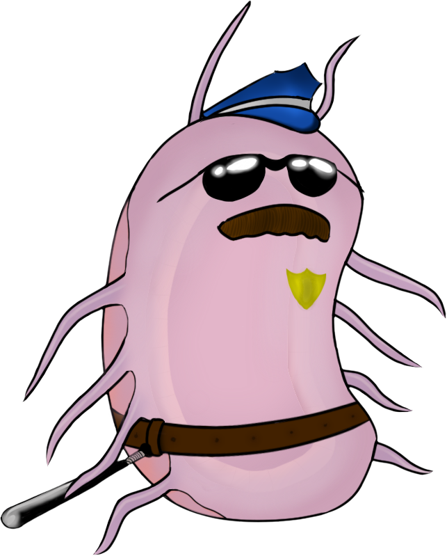 Wild Boar Sea Scotoplanes Globosa Clip Art - Transparent Sea Pig (643x799)