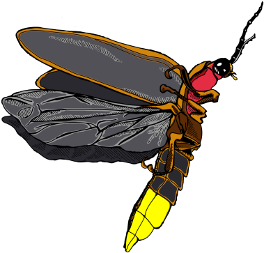 Firefly Icon Clipart Png Images - Firefly Insect Png (400x400)