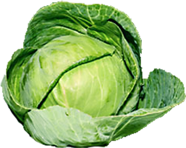 Organic Green Cabbage Png - Brussel Sprouts Transparent Background (720x335)