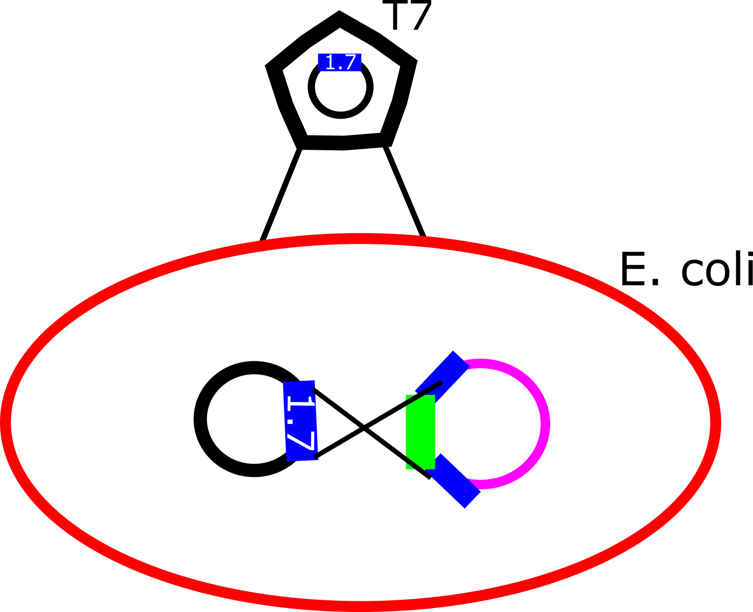 When Wt T7 Infects The E - When Wt T7 Infects The E (1472x1197)