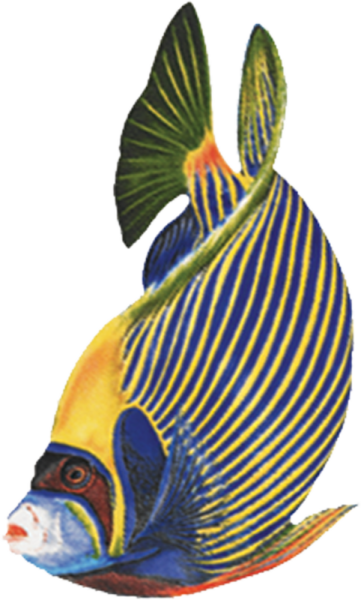 Porc Ef6 4 4"x3" Emperor Angelfish Porcelain Pool Mosaic - Imagenes Gif De Peces (361x600)
