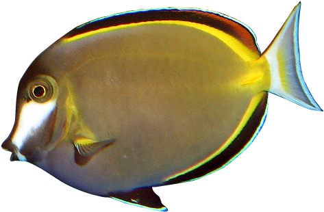 Brown Powdered Tang - Powder Brown Tang Png (493x322)