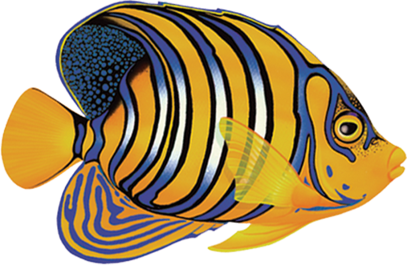 Porc Rf8 5 5"x3" Regal Angelfish Porcelain Pool Mosaic - Tropical Fish Side View (800x520)