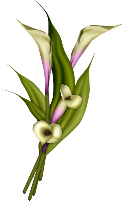 Clip Art - Transparent Flower Arum Lily Clipart Png (438x674)