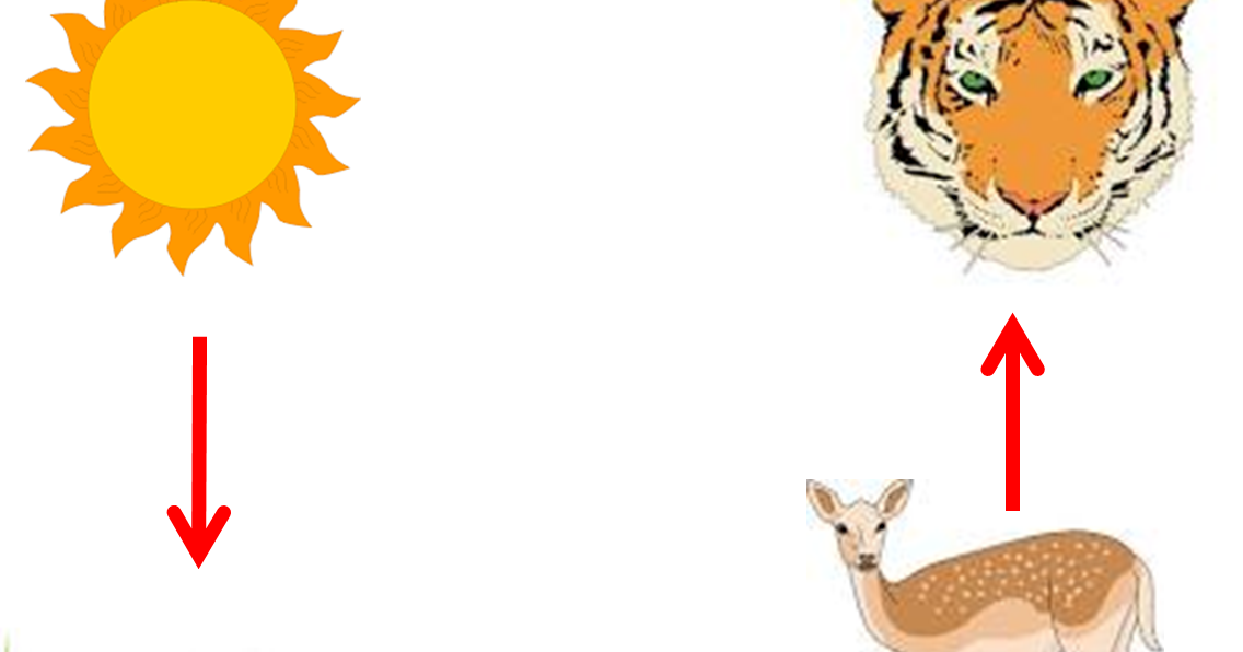 Custom Bengal Tiger Shower Curtain (1136x596)
