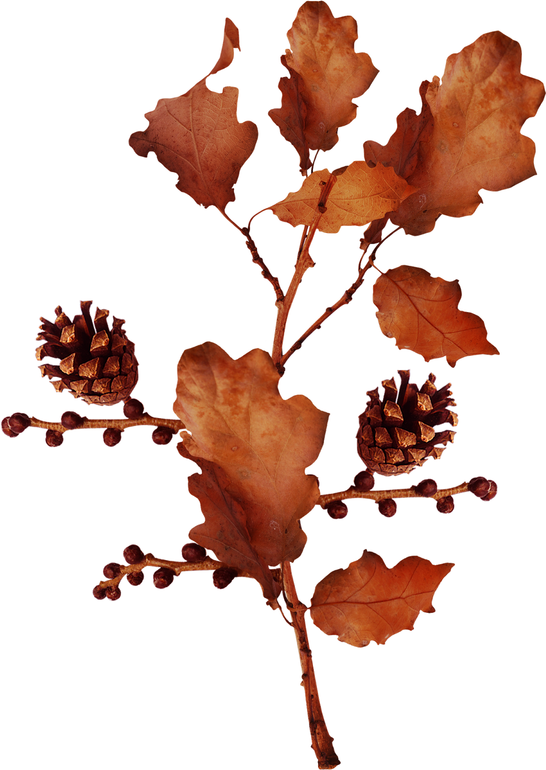 Acorn Autumn Clip Art - Acorn Autumn Clip Art (1134x1600)