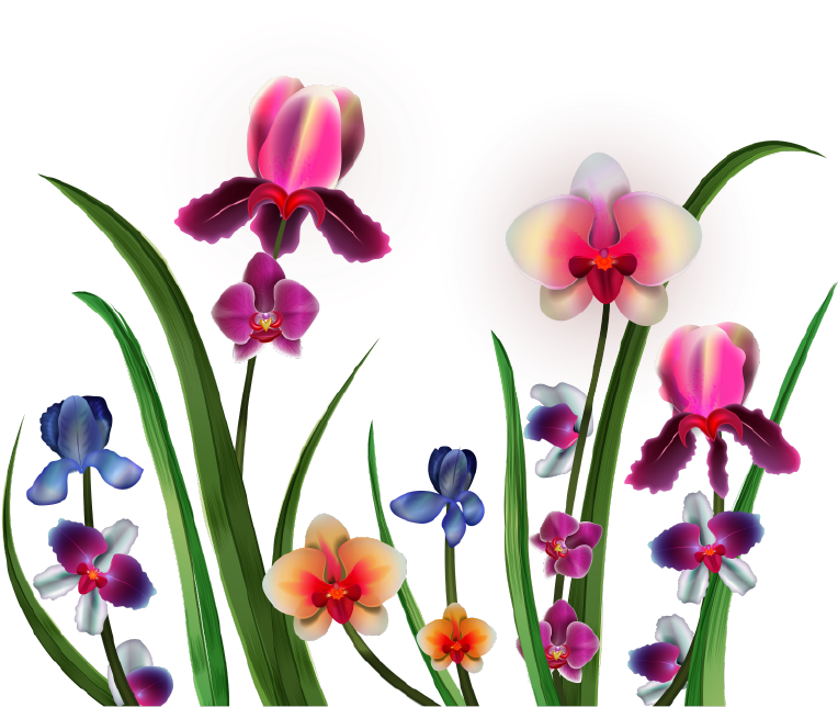 Png Клипарт "realistic Vector Delicate Orchids" - Moth Orchid (1166x1054)