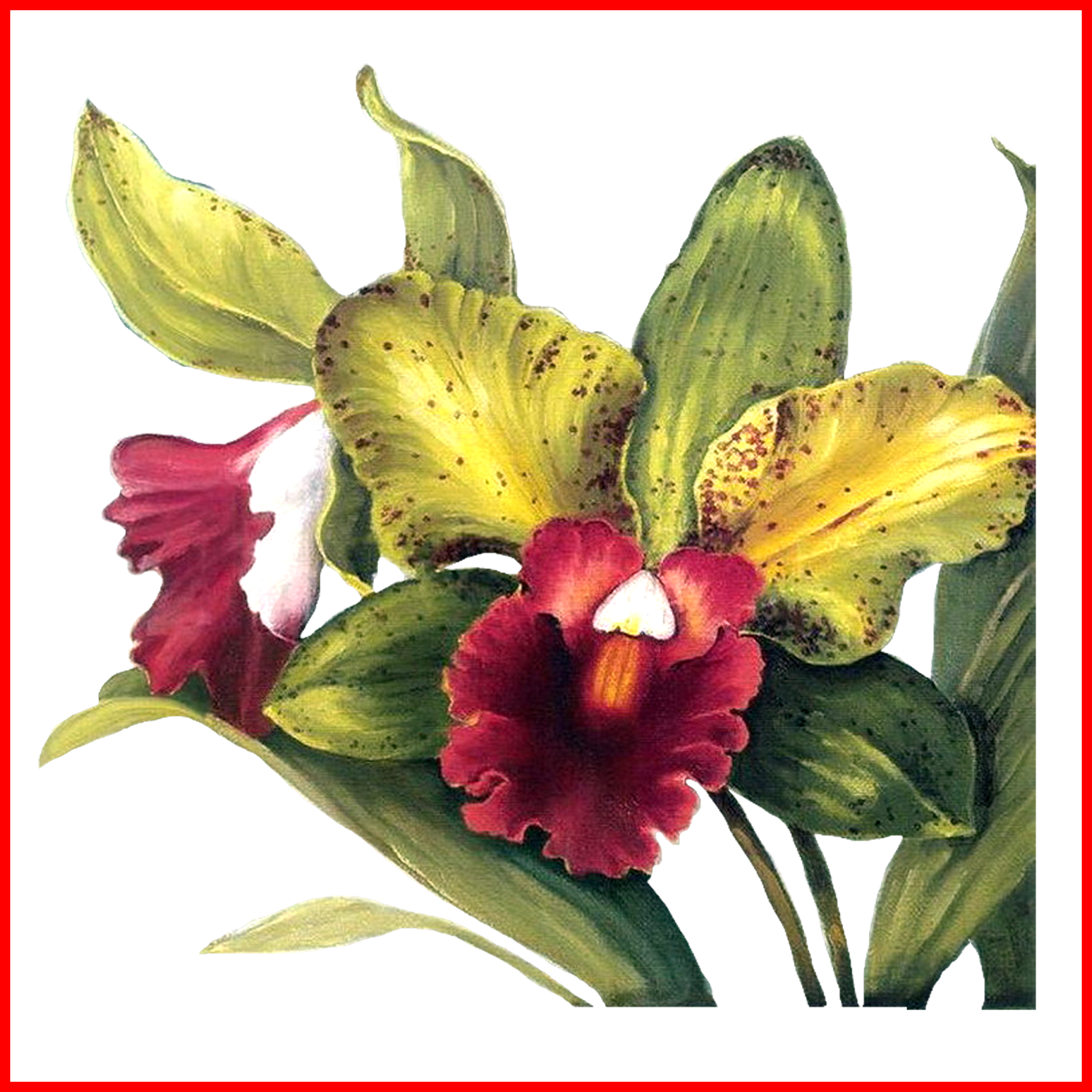 Orchid Tattoo Orchid Cattleya Trianae Tattoo Shocking - Lisa Audit - Full Orchid Duo I No Longer In Print - (1630x1630)