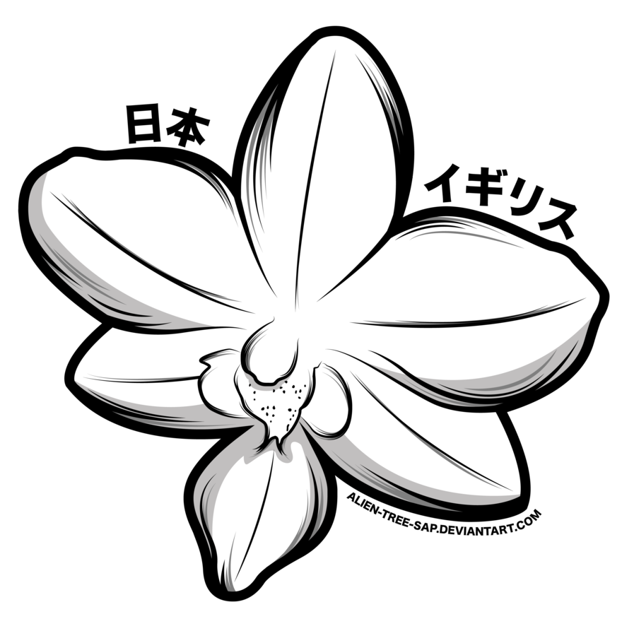 28 Collection Of Orchid Drawing Png - Drawing (906x881)