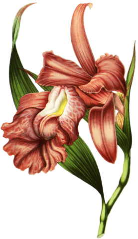 Album - Portable Network Graphics (292x500)