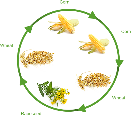 Crop Rotation Clipart - Crop Rotation With Wheat (450x398)