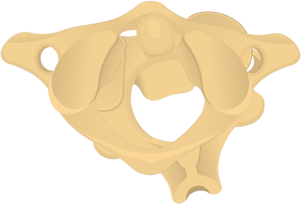 Rotates Side To Side, The Atlas Bone Rotates Around - Illustration (690x550)